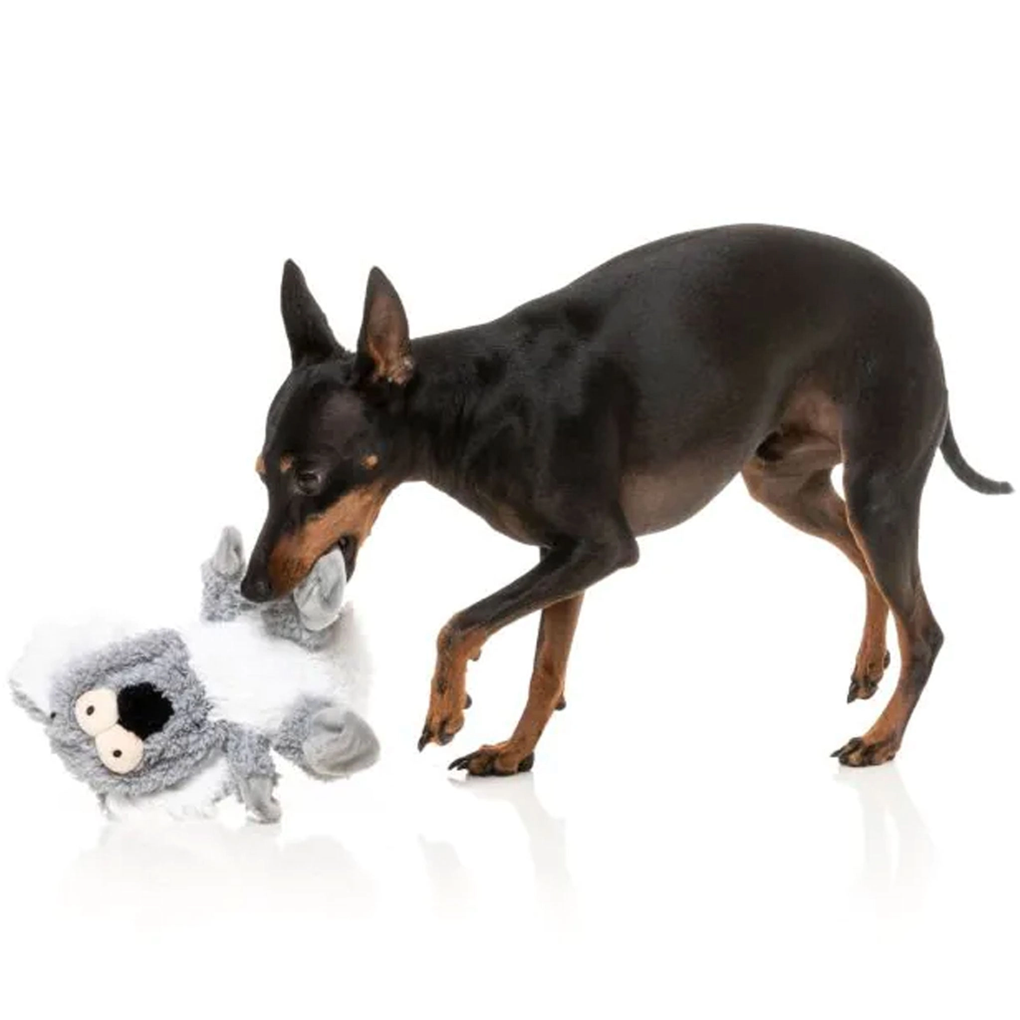 Fuzzyard Flat Out Toys Kana Koala Dog Toys