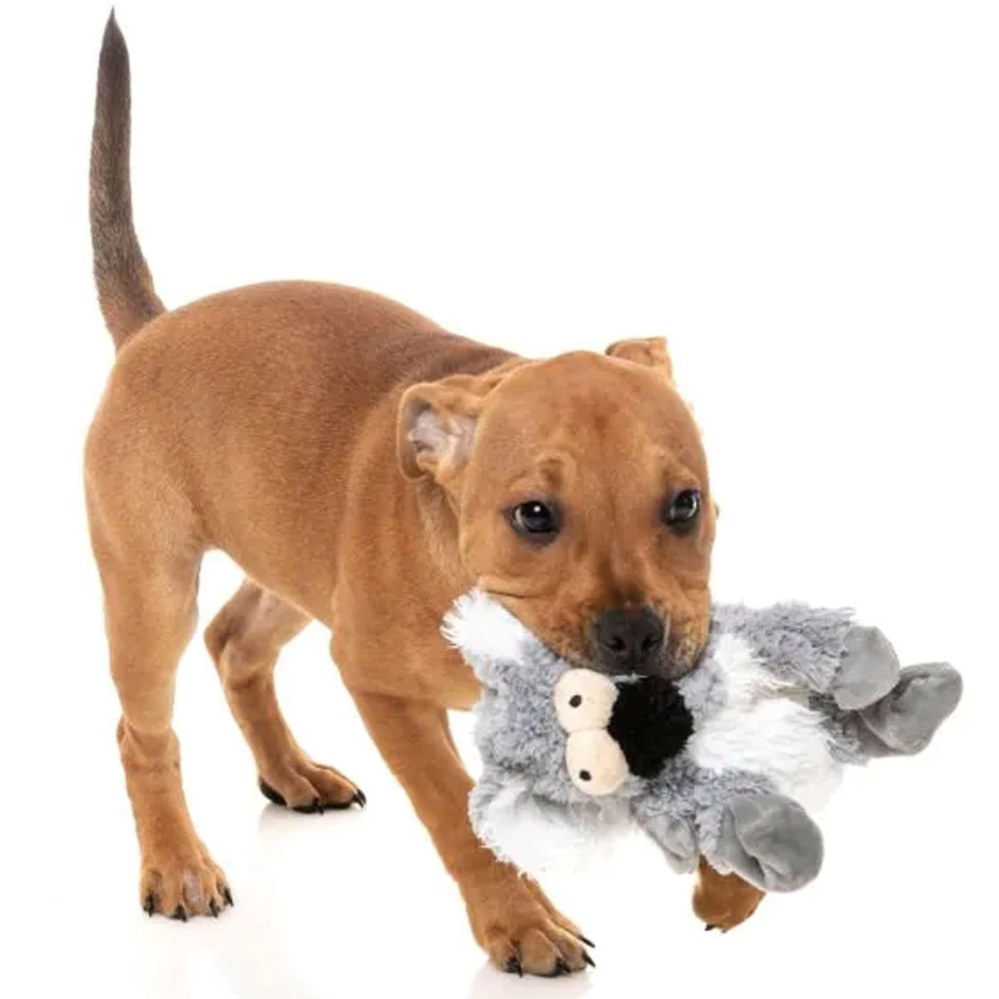 Fuzzyard Flat Out Toys Kana Koala Dog Toys
