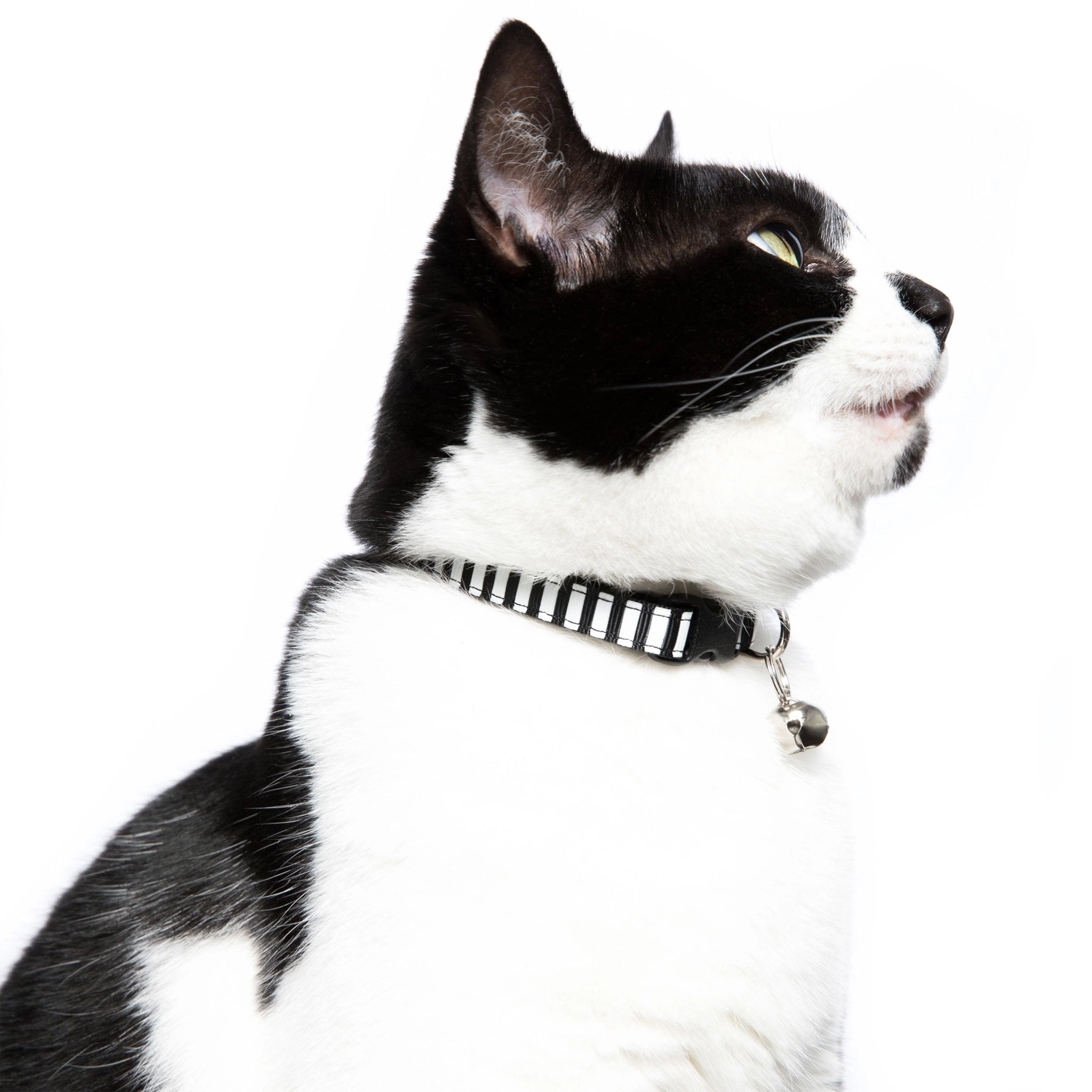 Sweet Pickles 7-10" Cat Collar - Picklejuice Black & White
