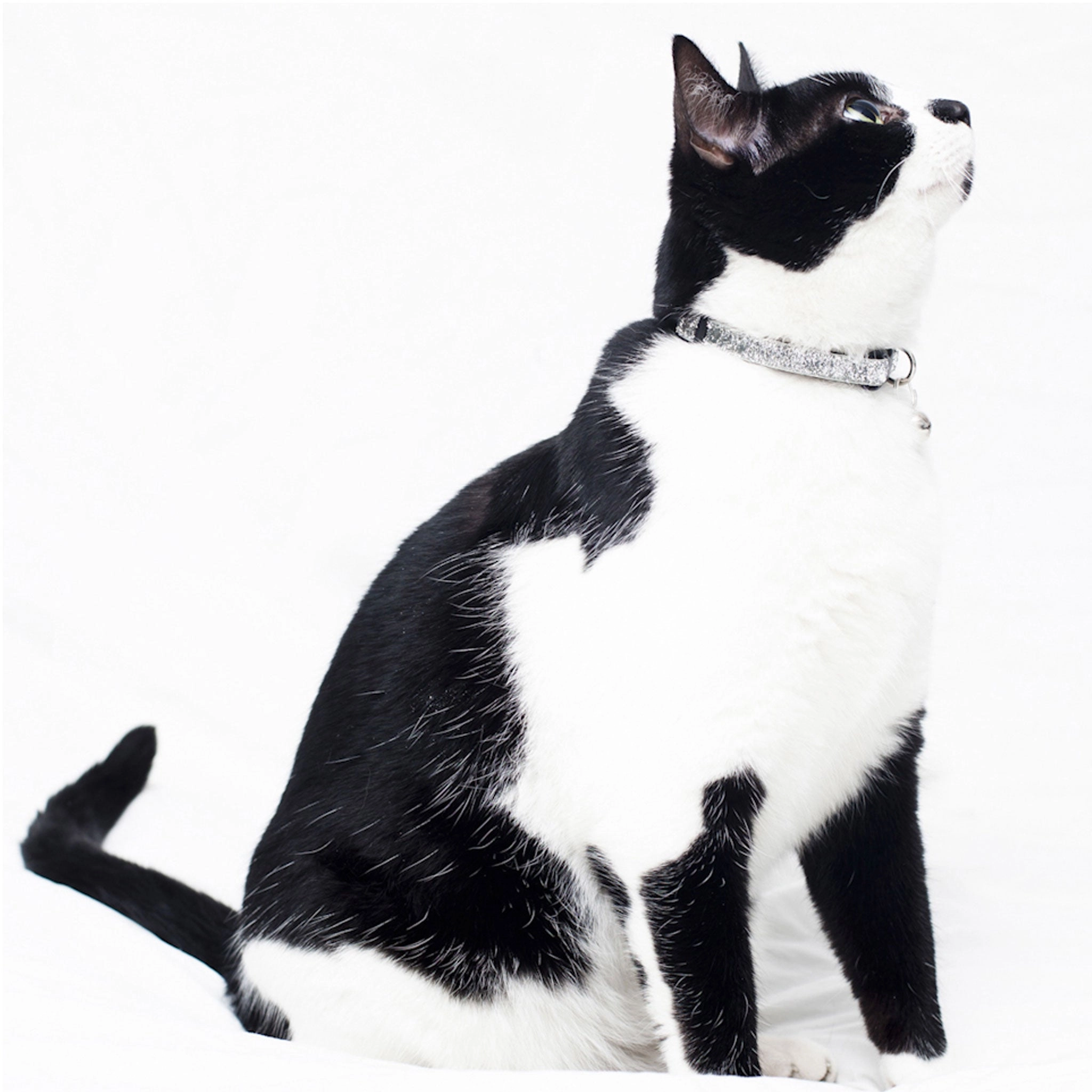 Sweet Pickles Superstar Collar Silver Cat Collars