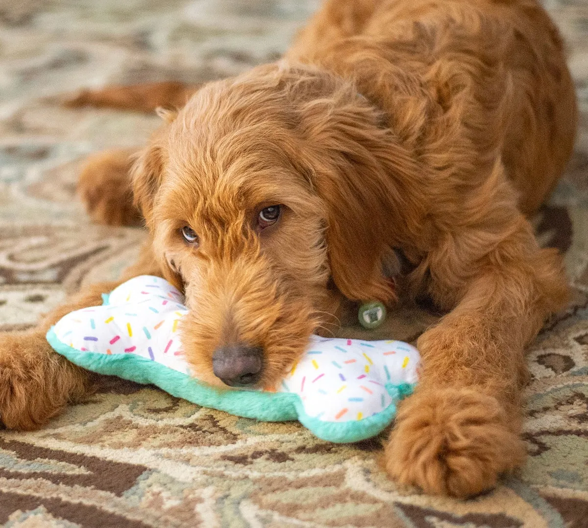 ThoozyPet Birthday Bone Plush Dog Toy